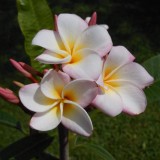 Plumeria---Psychological-Perfection-6