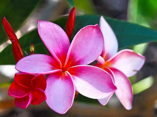 Plumeria---Psychological-Perfection-60.jpg