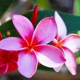 Plumeria---Psychological-Perfection-60