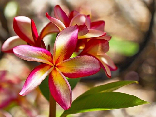 Plumeria---Psychological-Perfection-61.jpg