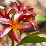 Plumeria---Psychological-Perfection-61