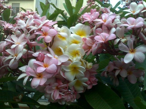 Plumeria---Psychological-Perfection-62.jpg