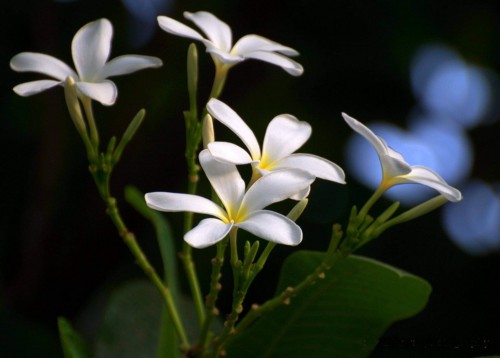 Plumeria---Psychological-Perfection-63.jpg