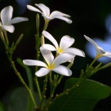 Plumeria---Psychological-Perfection-63