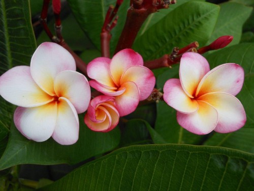 Plumeria---Psychological-Perfection-64.jpg