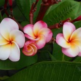 Plumeria---Psychological-Perfection-64