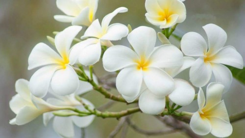 Plumeria---Psychological-Perfection-66.jpg