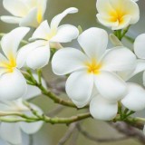 Plumeria---Psychological-Perfection-66