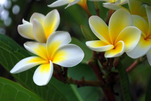 Plumeria---Psychological-Perfection-67.jpg