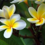 Plumeria---Psychological-Perfection-67