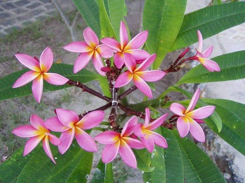 Plumeria---Psychological-Perfection-68.jpg