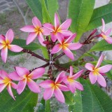 Plumeria---Psychological-Perfection-68