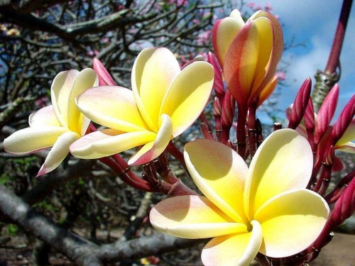 Plumeria---Psychological-Perfection-69.jpg