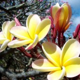 Plumeria---Psychological-Perfection-69