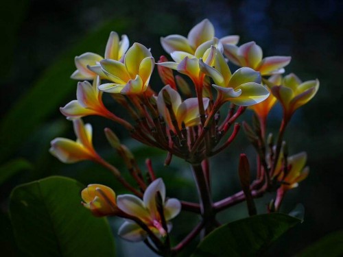 Plumeria---Psychological-Perfection-7.jpg