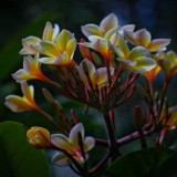 Plumeria---Psychological-Perfection-7