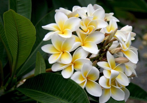 Plumeria---Psychological-Perfection-70.jpg