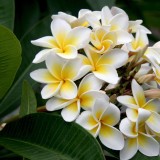 Plumeria---Psychological-Perfection-70