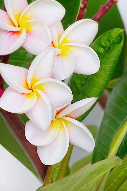 Plumeria---Psychological-Perfection-71.jpg