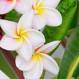 Plumeria---Psychological-Perfection-71