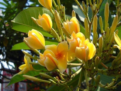 Plumeria---Psychological-Perfection-72.jpg