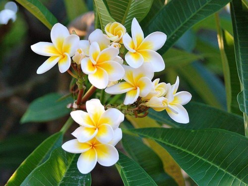 Plumeria---Psychological-Perfection-74.jpg