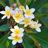 Plumeria---Psychological-Perfection-74