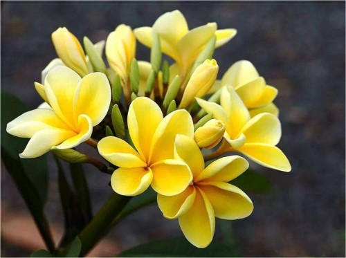 Plumeria---Psychological-Perfection-75.jpg