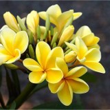 Plumeria---Psychological-Perfection-75