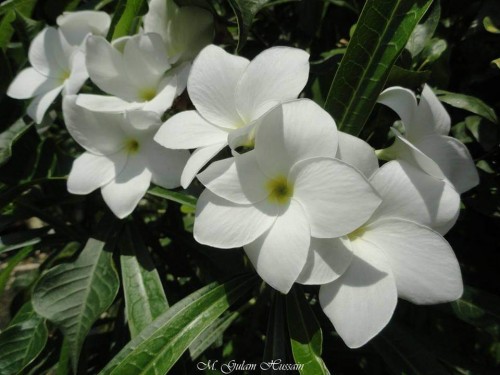 Plumeria---Psychological-Perfection-76.jpg