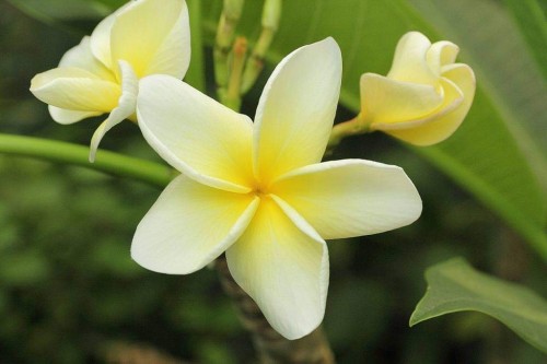 Plumeria---Psychological-Perfection-77.jpg