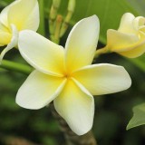 Plumeria---Psychological-Perfection-77