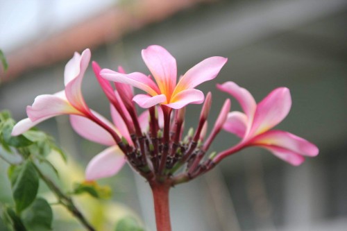 Plumeria---Psychological-Perfection-78.jpg