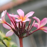 Plumeria---Psychological-Perfection-78