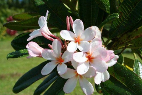 Plumeria---Psychological-Perfection-79.jpg