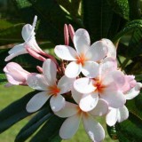 Plumeria---Psychological-Perfection-79