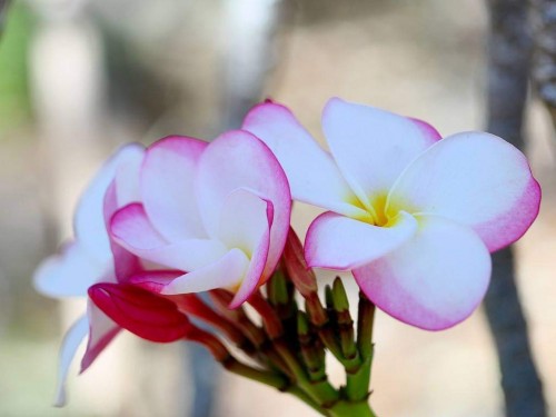 Plumeria---Psychological-Perfection-8.jpg