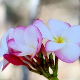 Plumeria---Psychological-Perfection-8