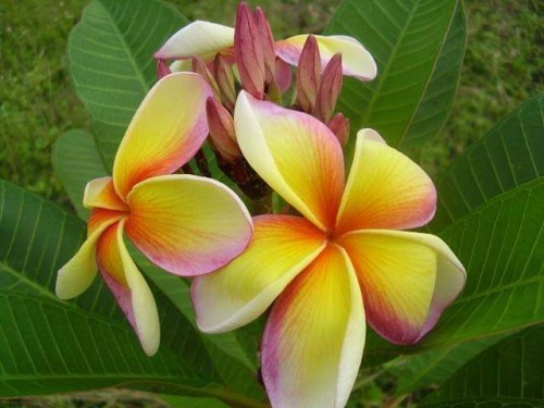 Plumeria---Psychological-Perfection-80.jpg