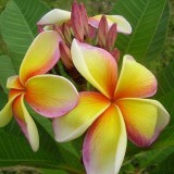 Plumeria---Psychological-Perfection-80