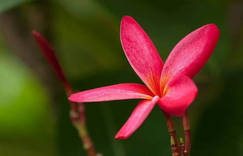 Plumeria---Psychological-Perfection-81.jpg