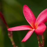 Plumeria---Psychological-Perfection-81