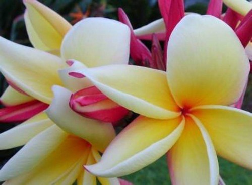 Plumeria---Psychological-Perfection-82.jpg