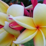 Plumeria---Psychological-Perfection-82