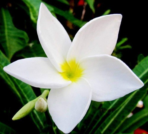 Plumeria---Psychological-Perfection-83.jpg