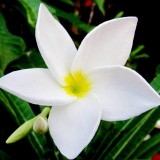 Plumeria---Psychological-Perfection-83