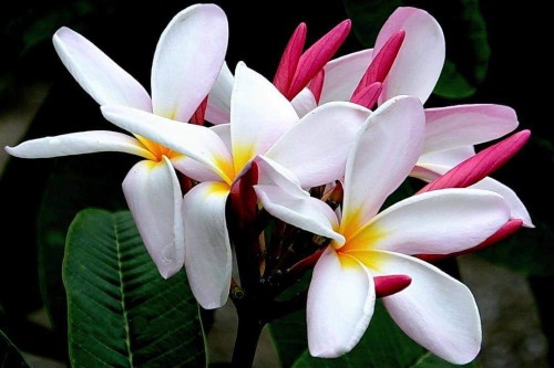 Plumeria---Psychological-Perfection-84.jpg