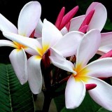 Plumeria---Psychological-Perfection-84