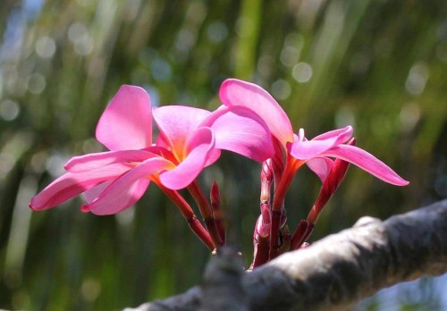 Plumeria---Psychological-Perfection-85.jpg