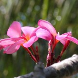 Plumeria---Psychological-Perfection-85